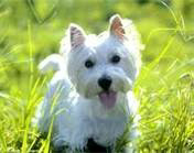 WESTIE PUPPIES